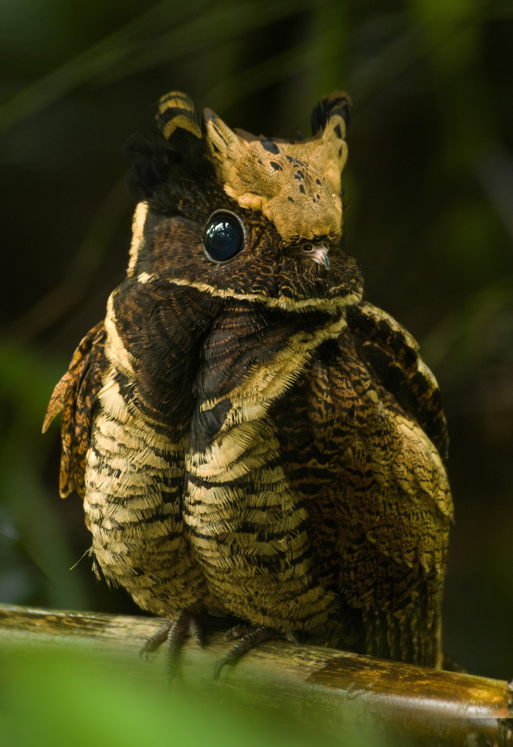 The great eared nightjar looks like a baby dragon - Australian Geographic