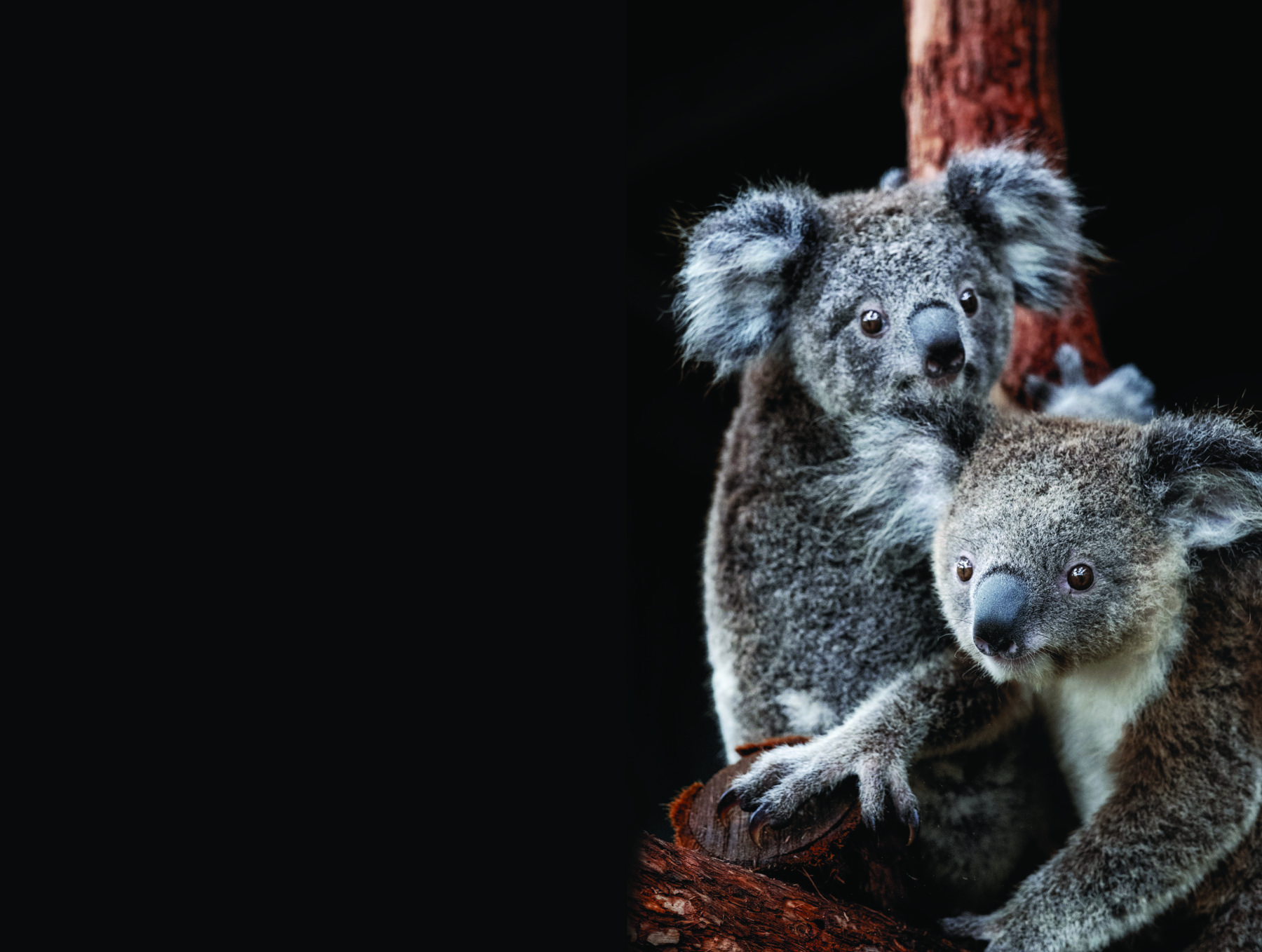 Unbearable loss: our koalas are endangered - Australian Geographic