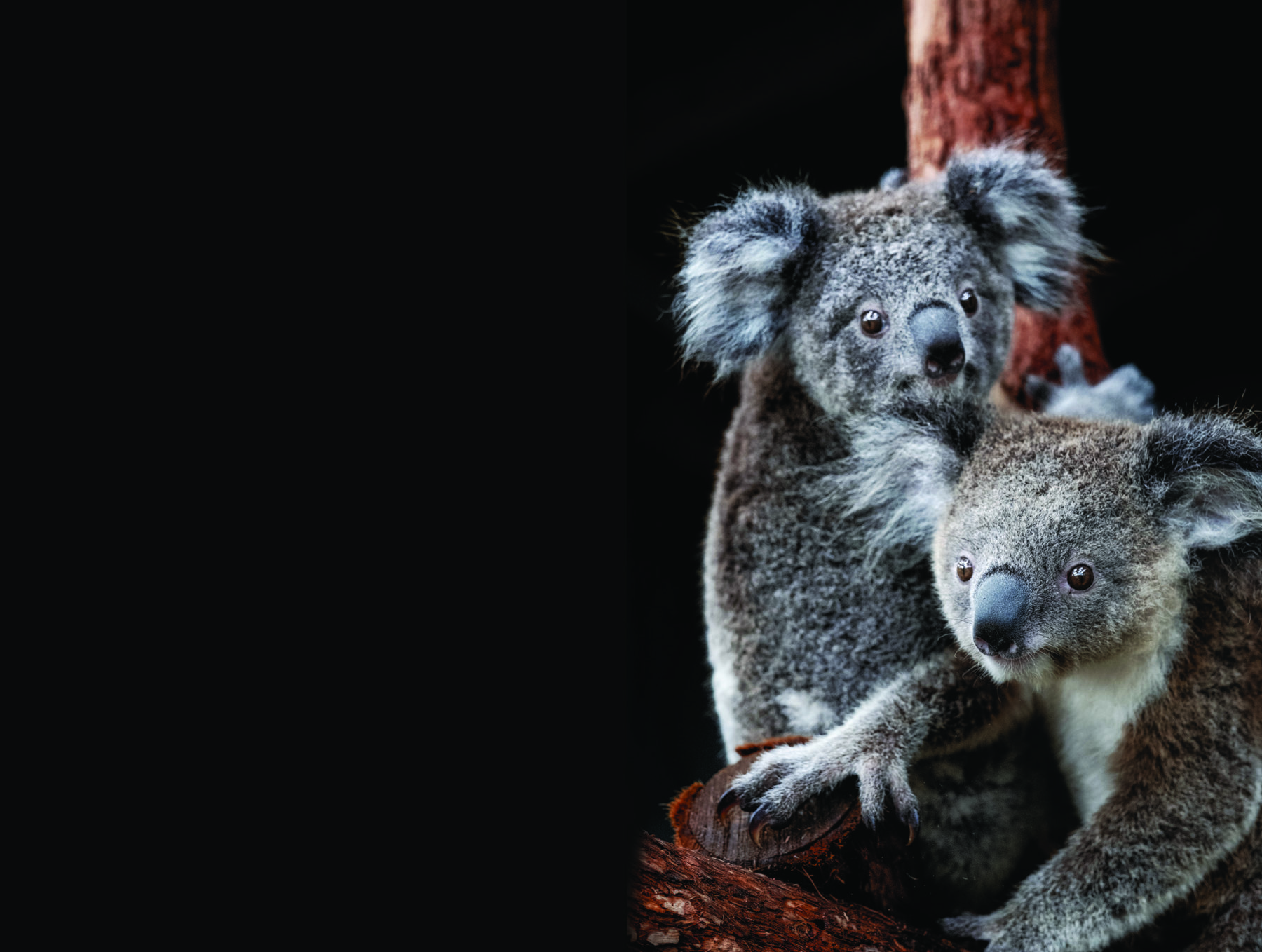 Unbearable loss: our koalas are endangered - Australian Geographic Unbearable loss: our koalas are endangered - Australian Geographic