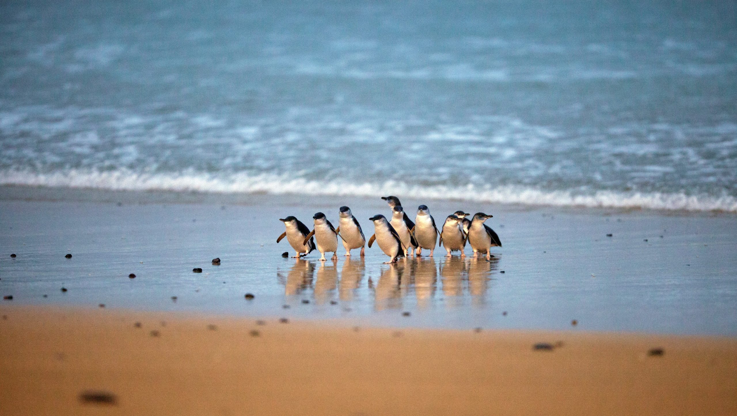 Meet the Penguins Phillip Island Exclusive Tour Australian Geographic
