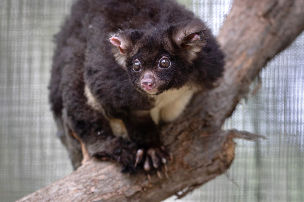Greater glider Australian Geographic