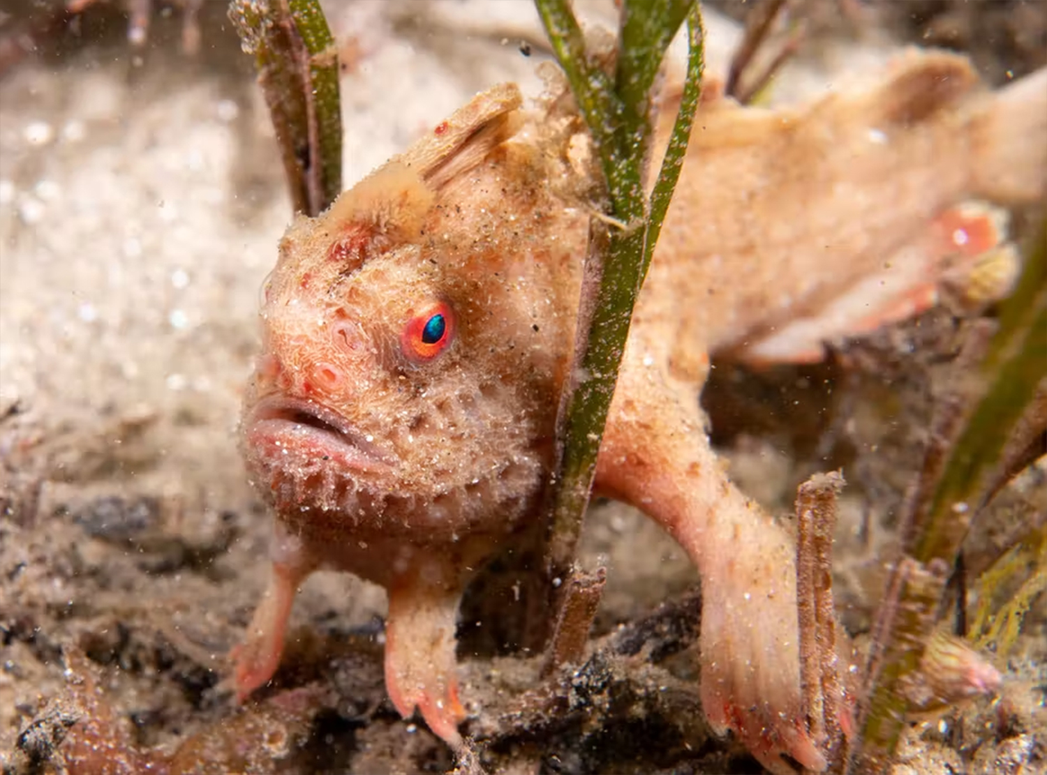 Extraordinary' undersea world, complete with 100 new species, discovered  off Tasmania