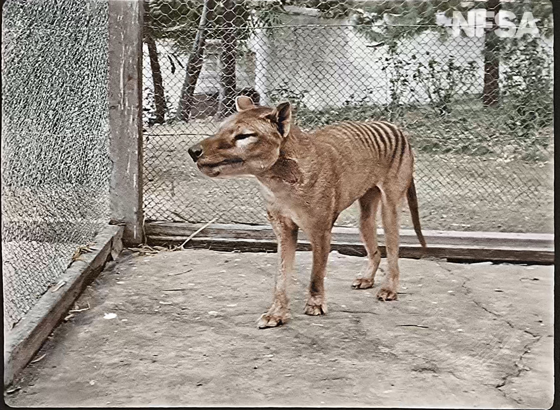 Carnivorous Nights: On the Trail of the Tasmanian Tiger