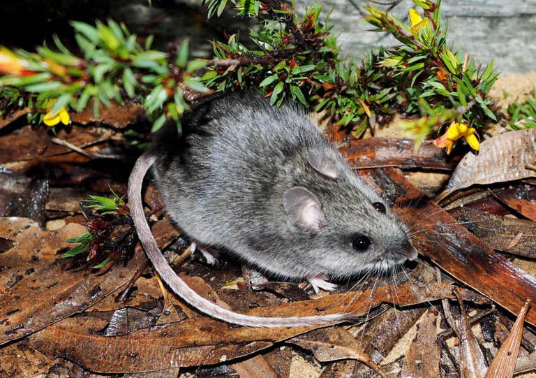 Cats away! Now the mice can play - Australian Geographic