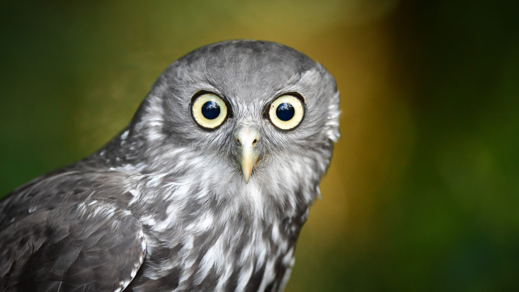 Barking Owl Australian Geographic