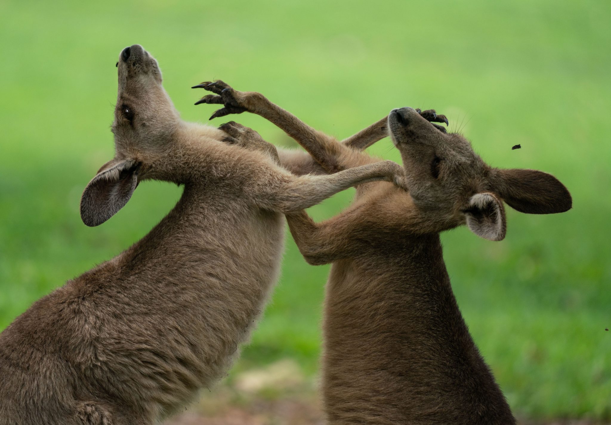 Why roos attack and what you should do to avoid it Australian Geographic