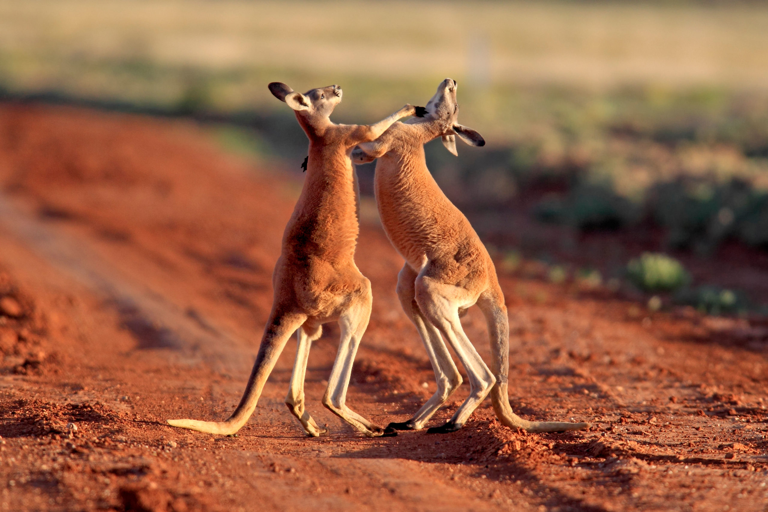 Kangaroos combat discount