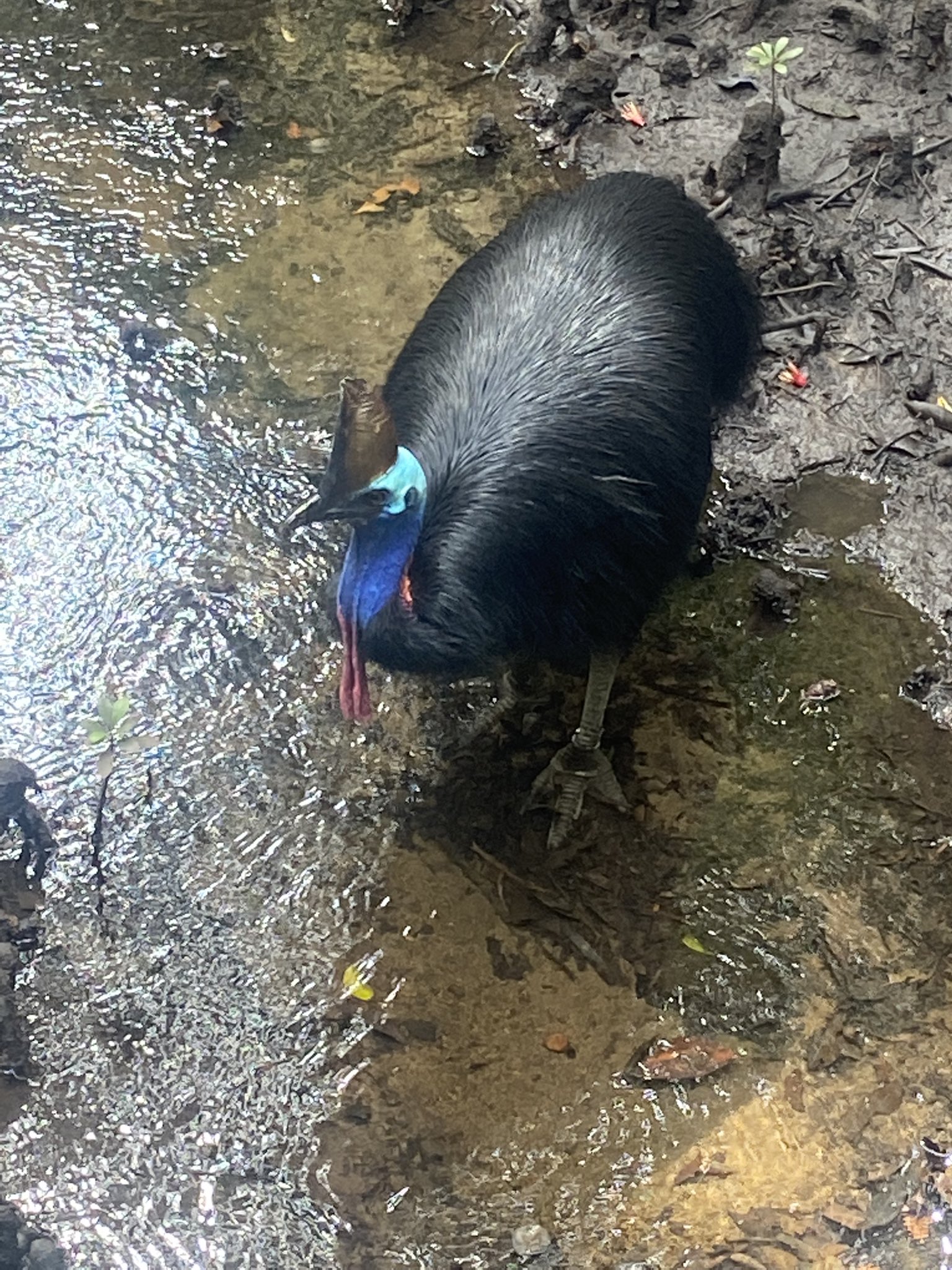 Cassowary pair is onceinalifetime sighting, say Cape York