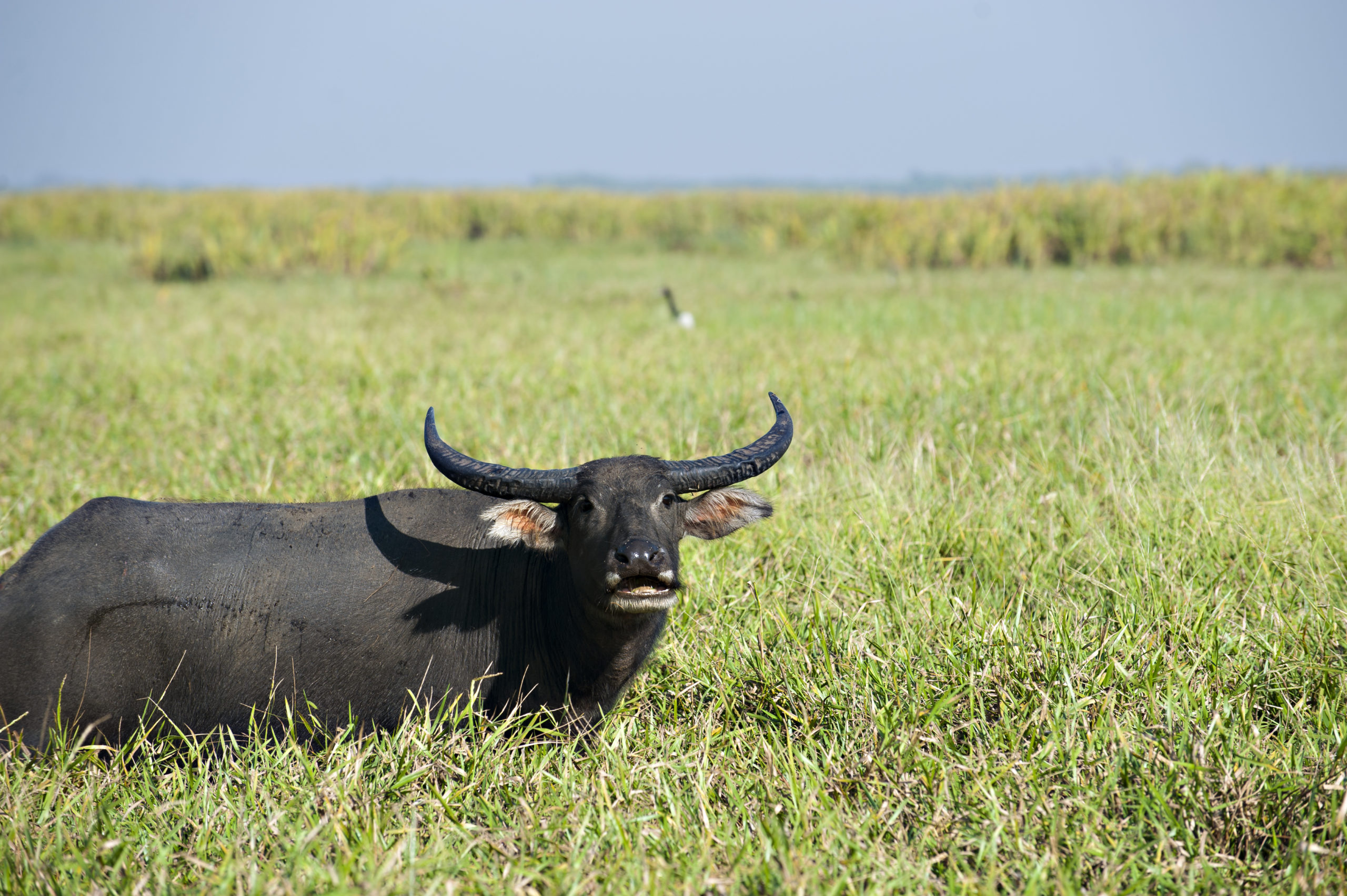At play in the fields of the Lords Australian Geographic
