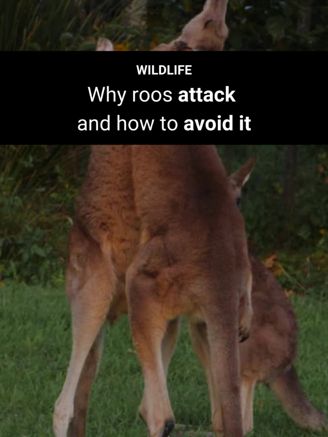 Image for article: Why roos attack and how to avoid it