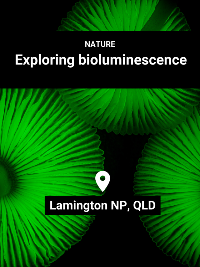 Image for article: Where the rainforest glows, Lamington NP