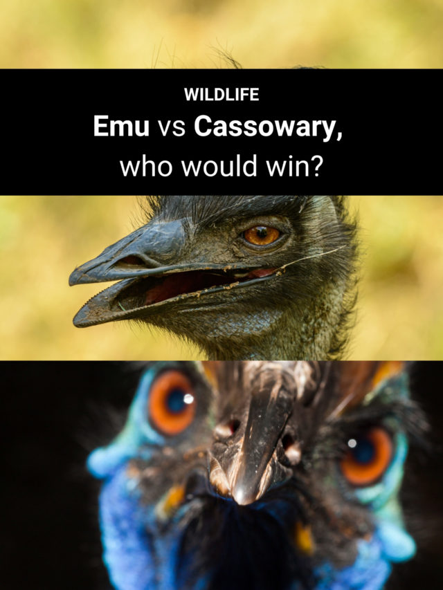 Image for article: Emu vs Cassowary: who would win?