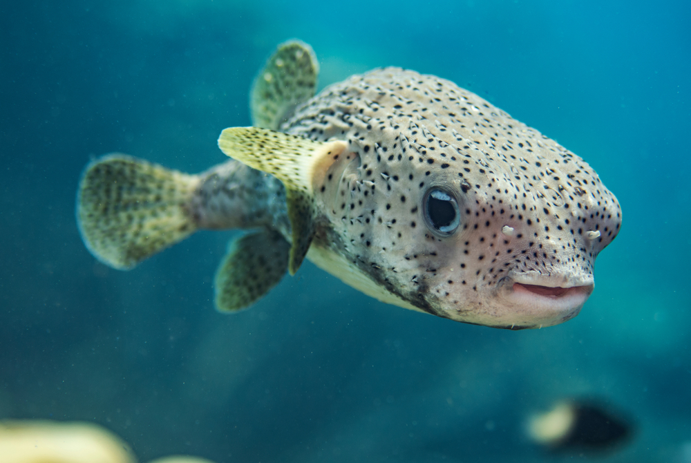 Pufferfish - Australian Geographic