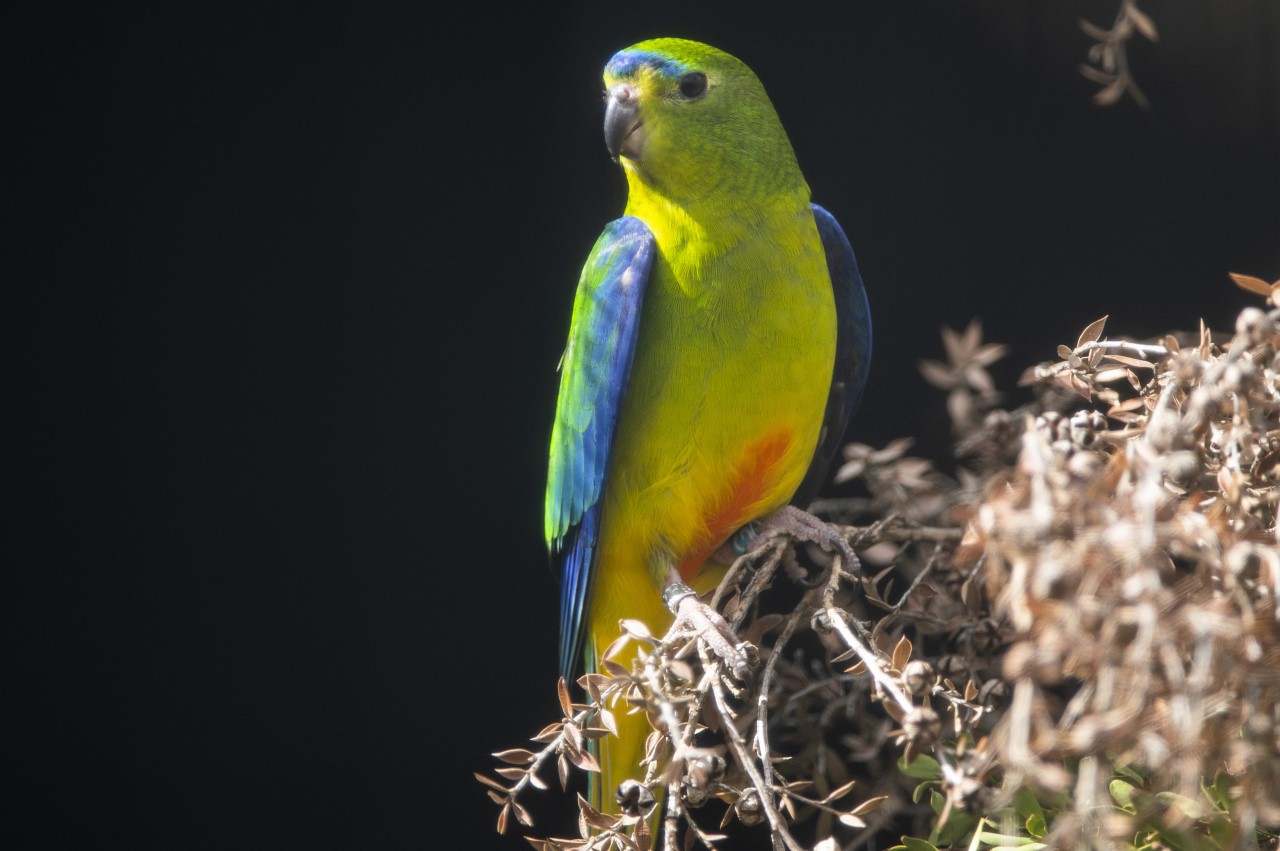 an endangered orange-bellied parrot