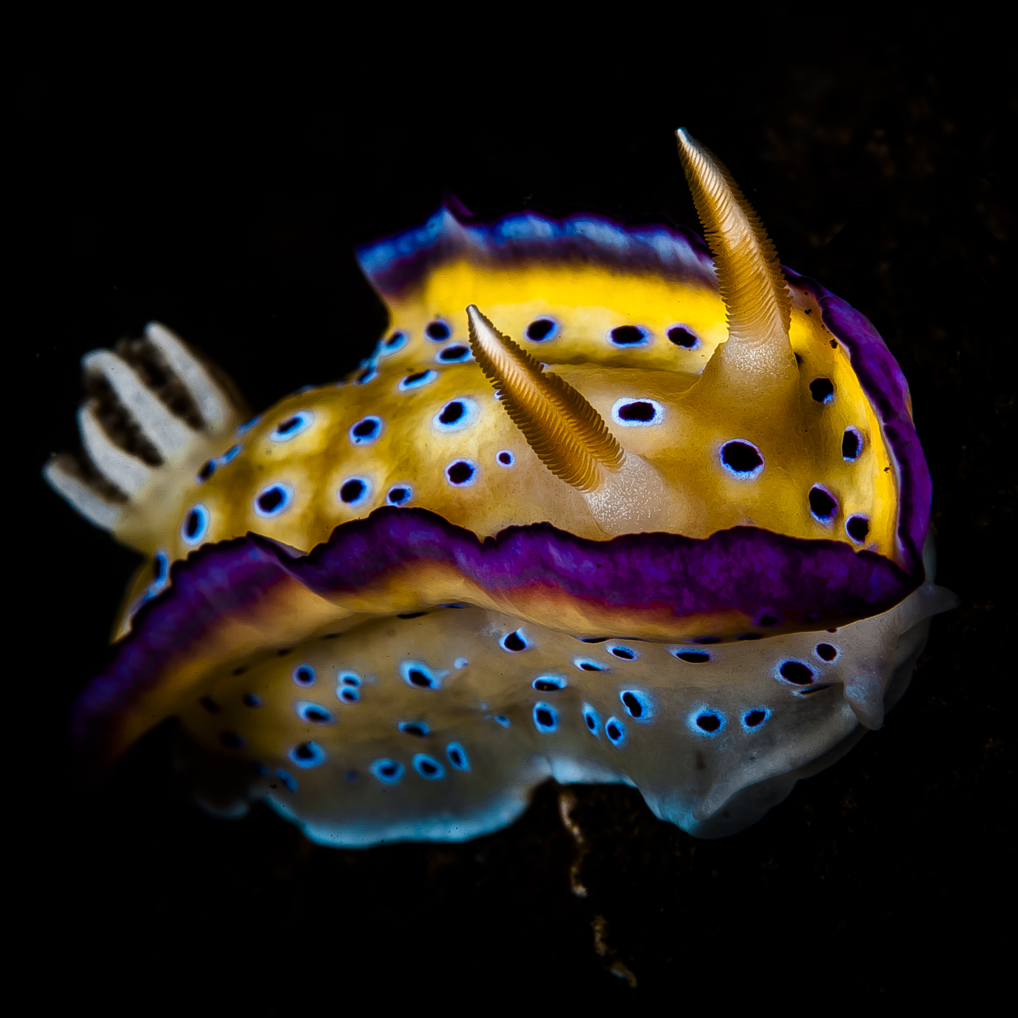 «Nudibranch Hunter» deler fantastiske bilder av Indonesias fargerike og sære sjøsnegler