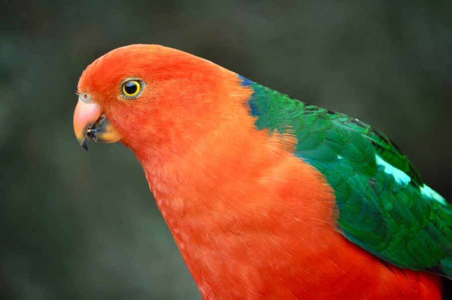 Fact file Australian kingparrot (Alisterus scapularis) Australian