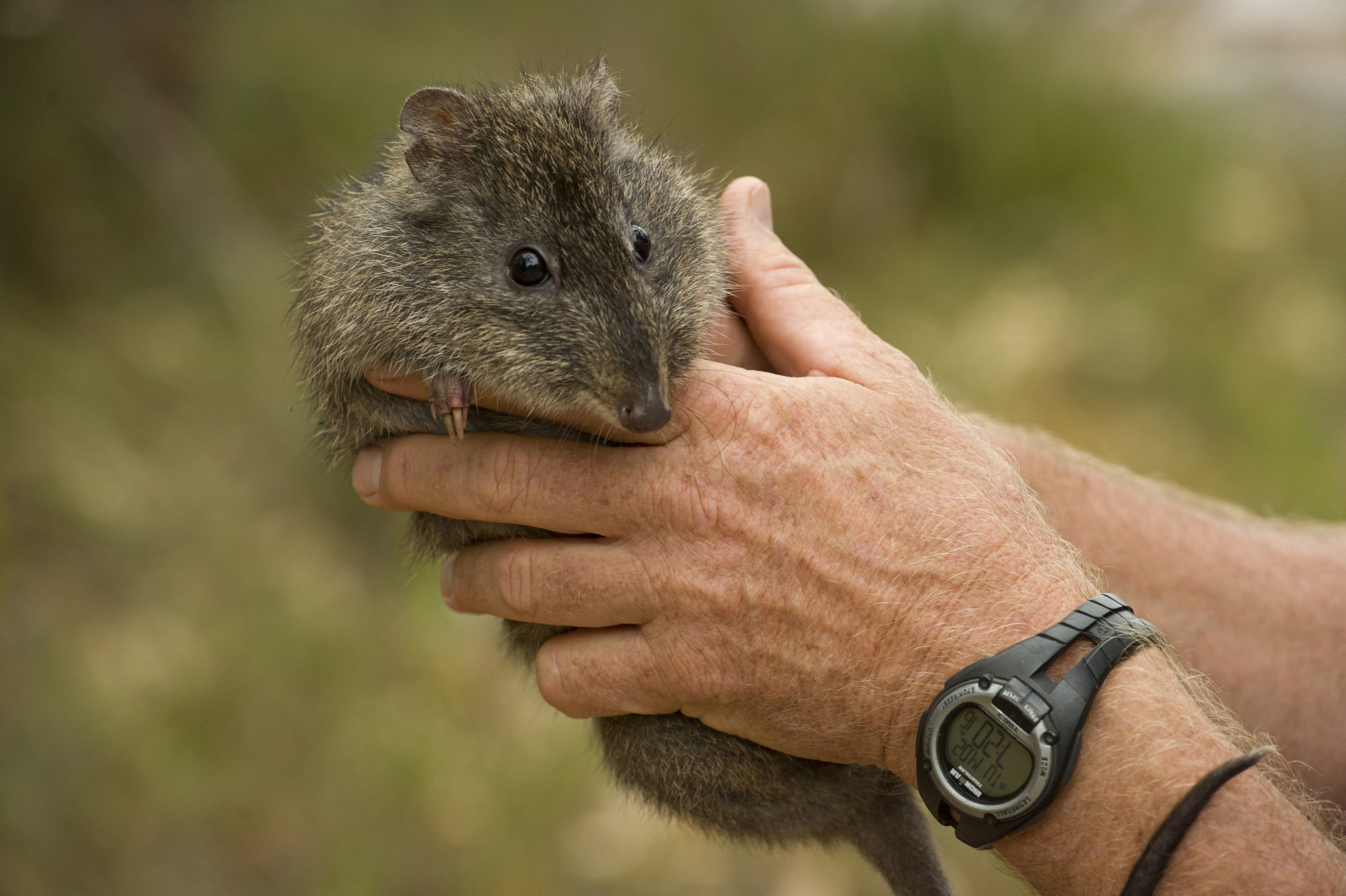 Help save the Gilbert’s potoroo from extinction Australian Geographic