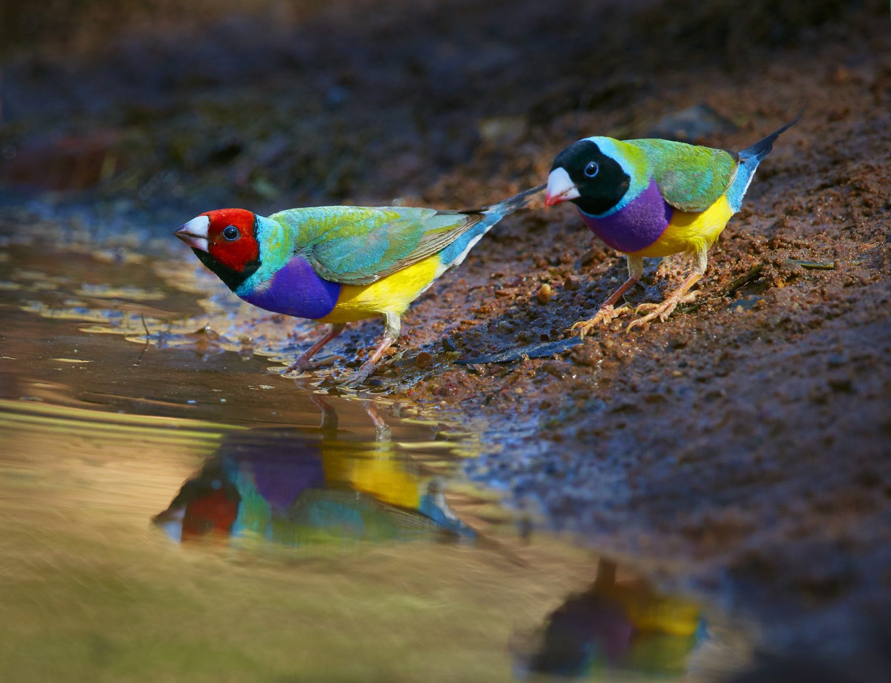 a pair of gouldian finches