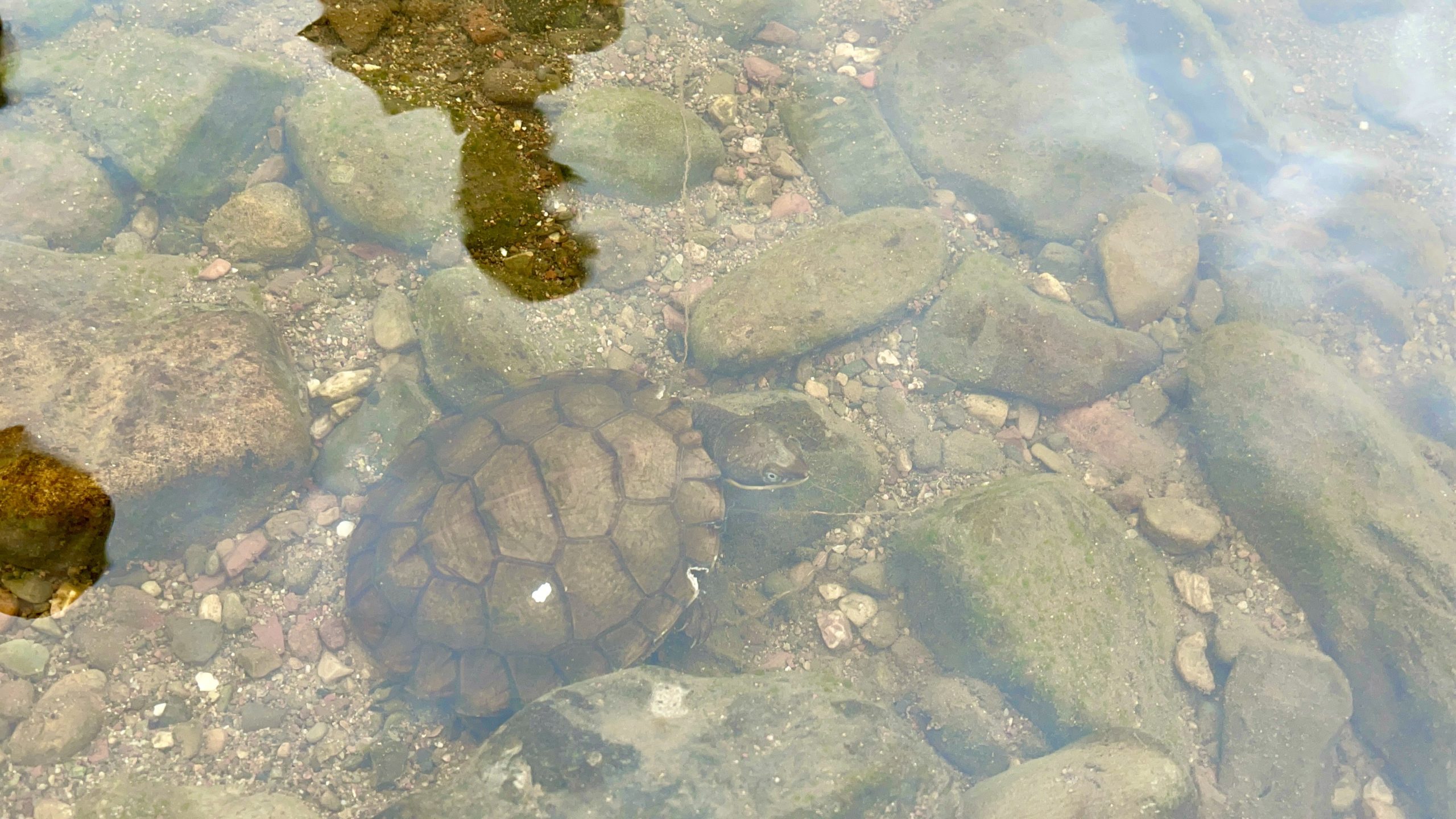 Historic return of endangered Manning River turtles back to the wild