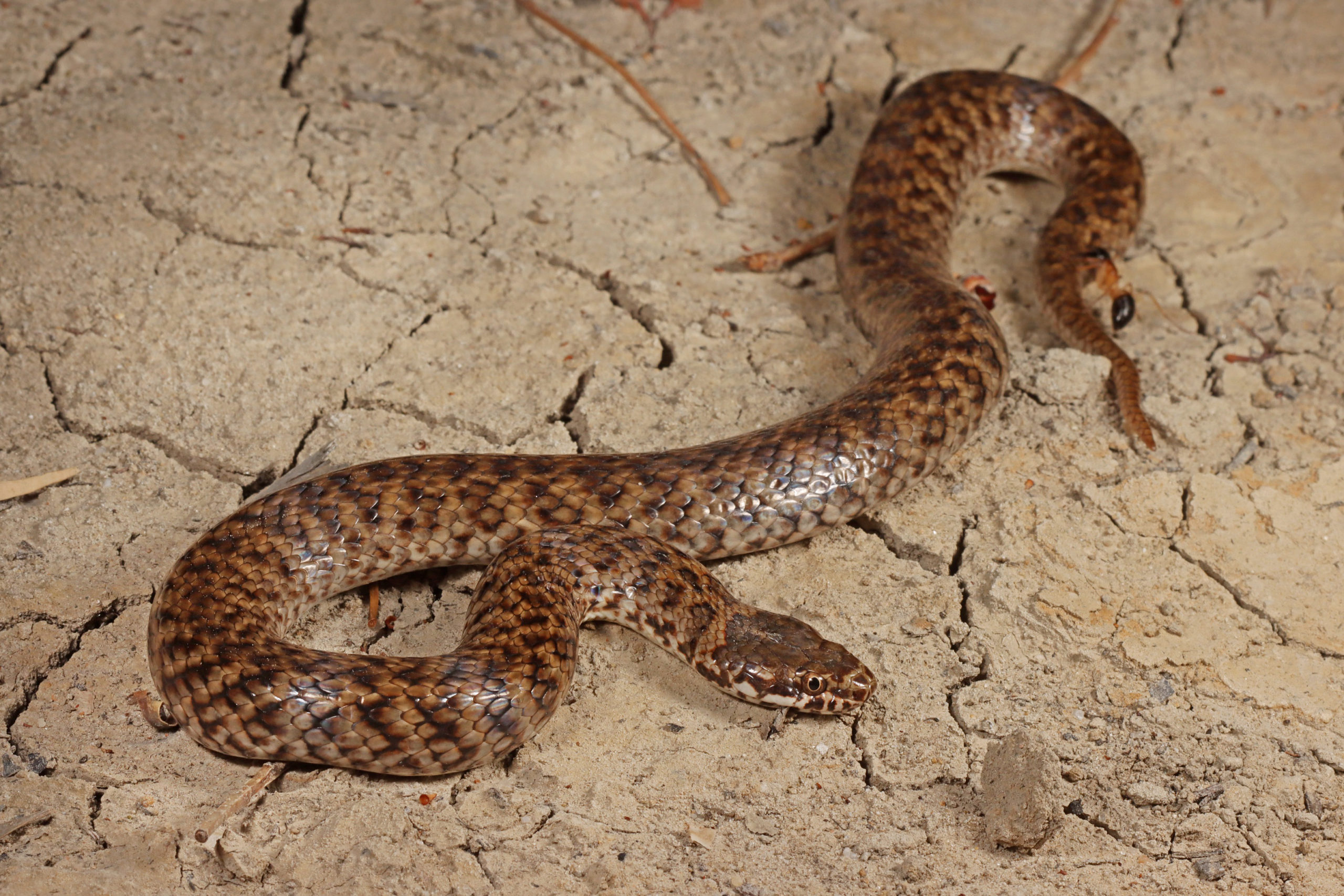 One tough mudder banded snake discovered in South Australia for first time Australian Geographic
