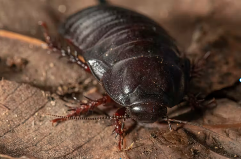 Crikey! A large roach believed extinct since the 1930s has been