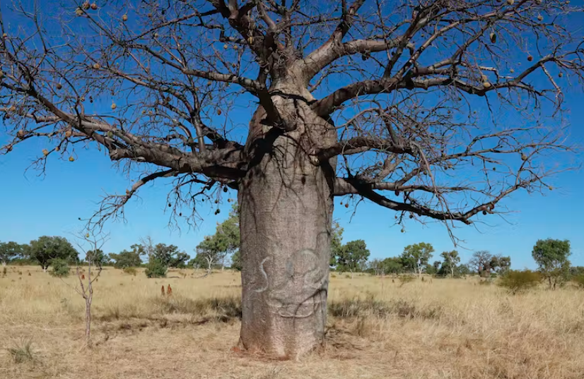 Art in the bark: Indigenous boab etchings under threat in the Tanami