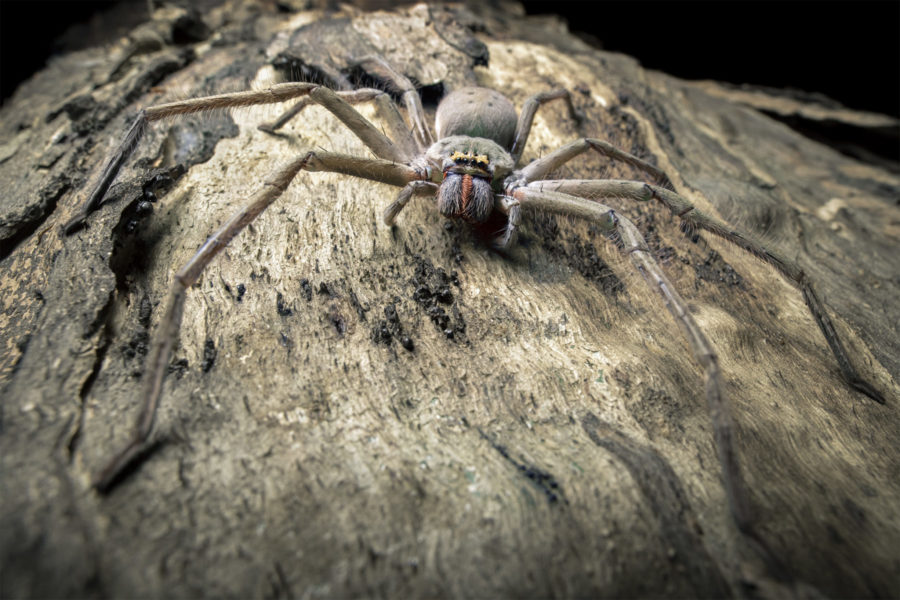 giant cave spider