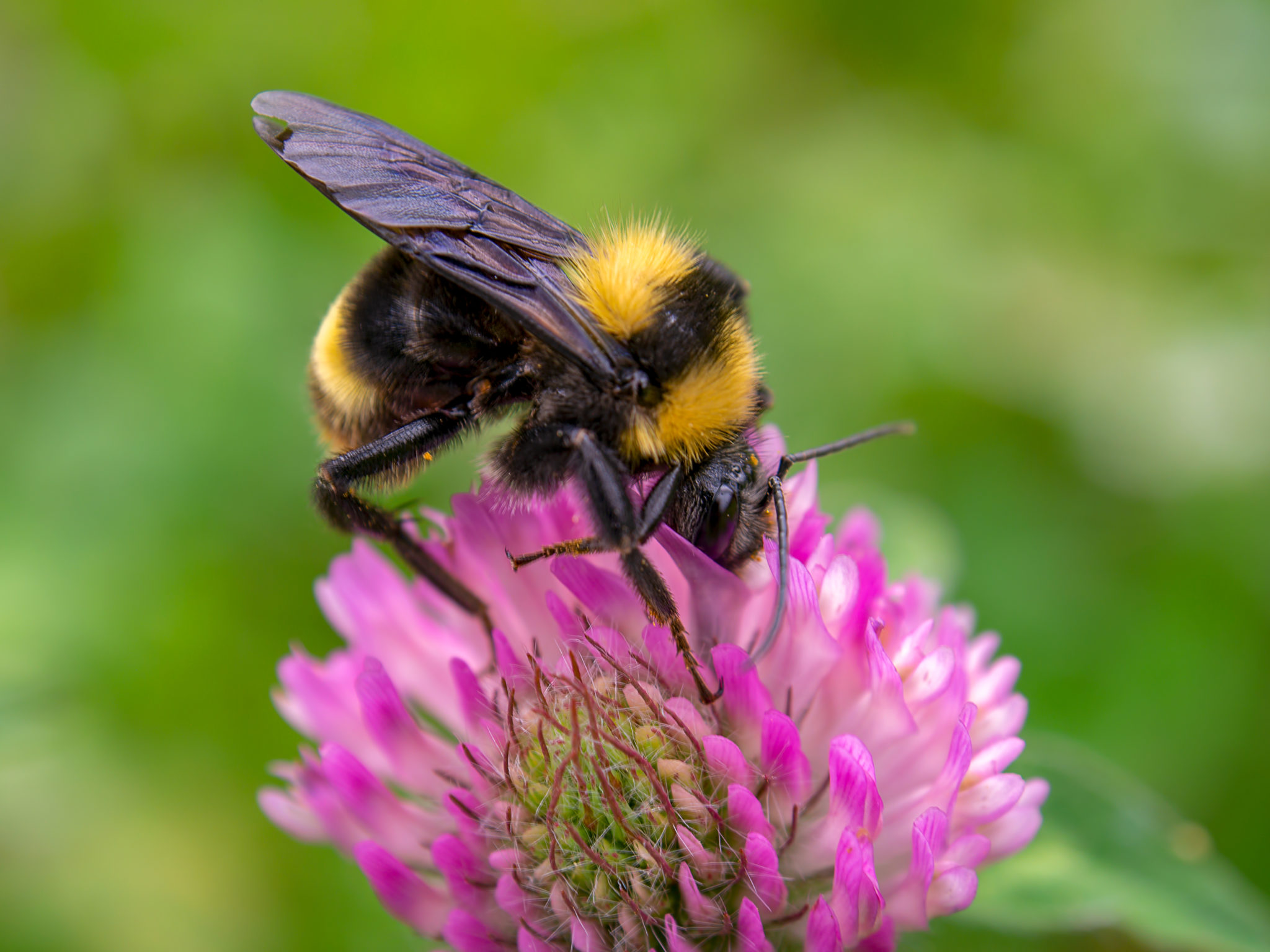 Bumblebees with backpacks Australian Geographic