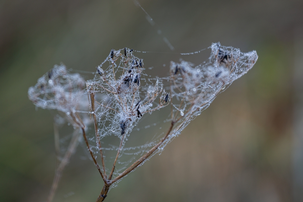 Facts By Mind on Instagram: Have you seen this?? Spider season starts in  spring in southern Australia, while northern Australia is a bit less clear  as temperatures are warmer year-round but populations