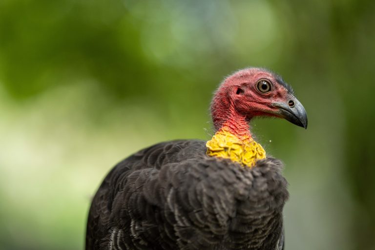 Australian brush turkey Australian Geographic