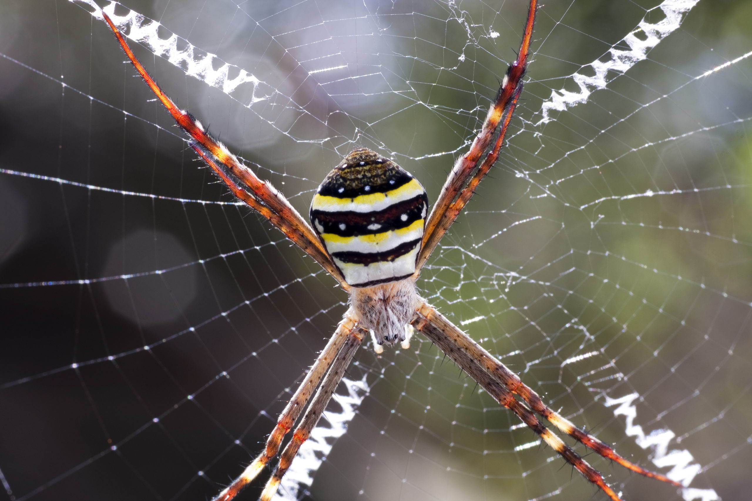 Why spiders don't stick to their webs - Australian Geographic