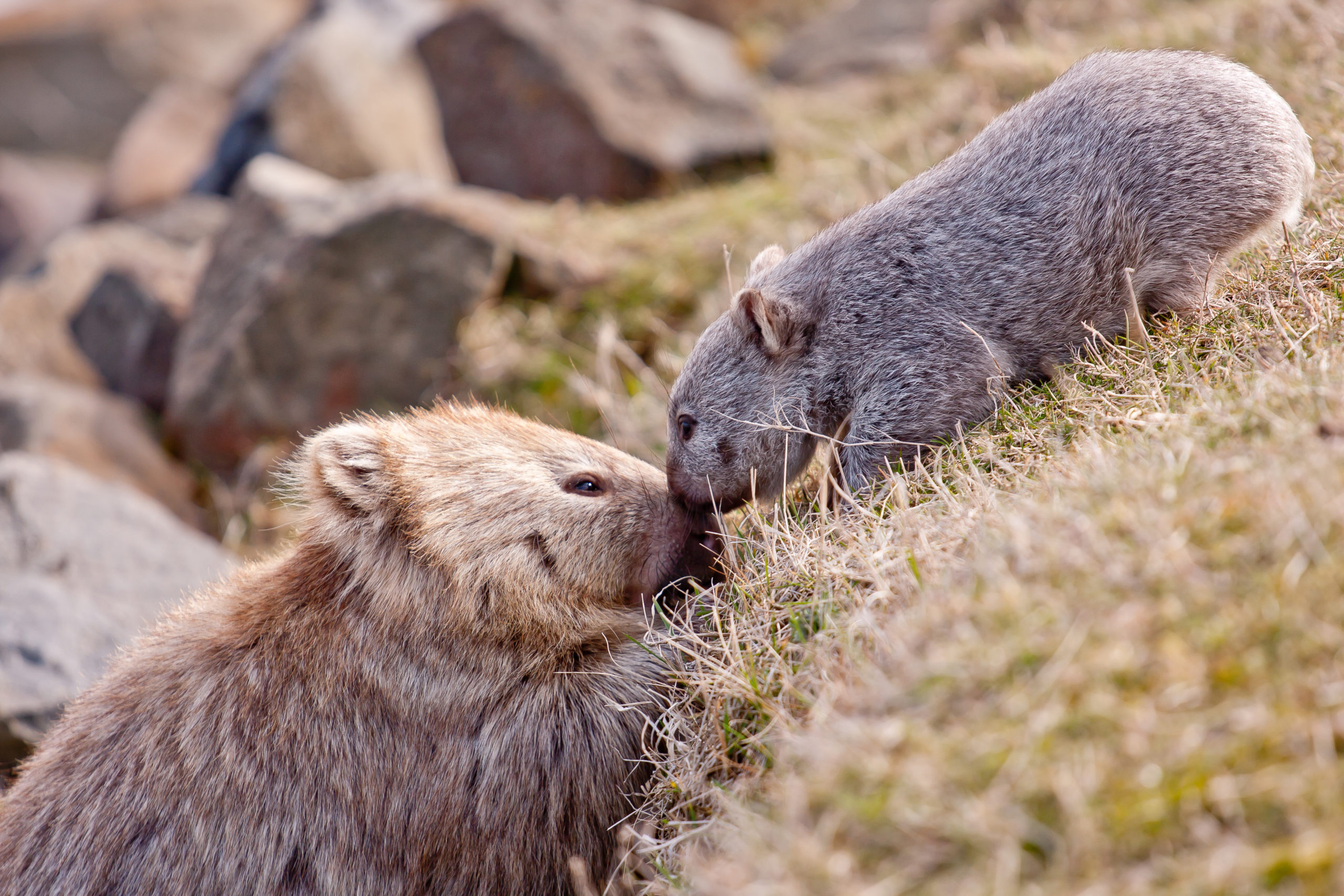 A mother and baby wombat