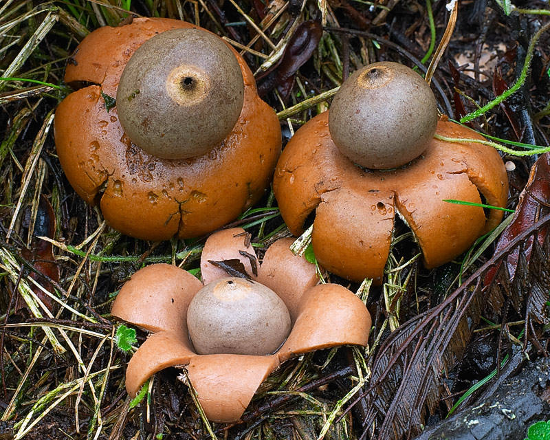 an earthstar fungus in Victoria
