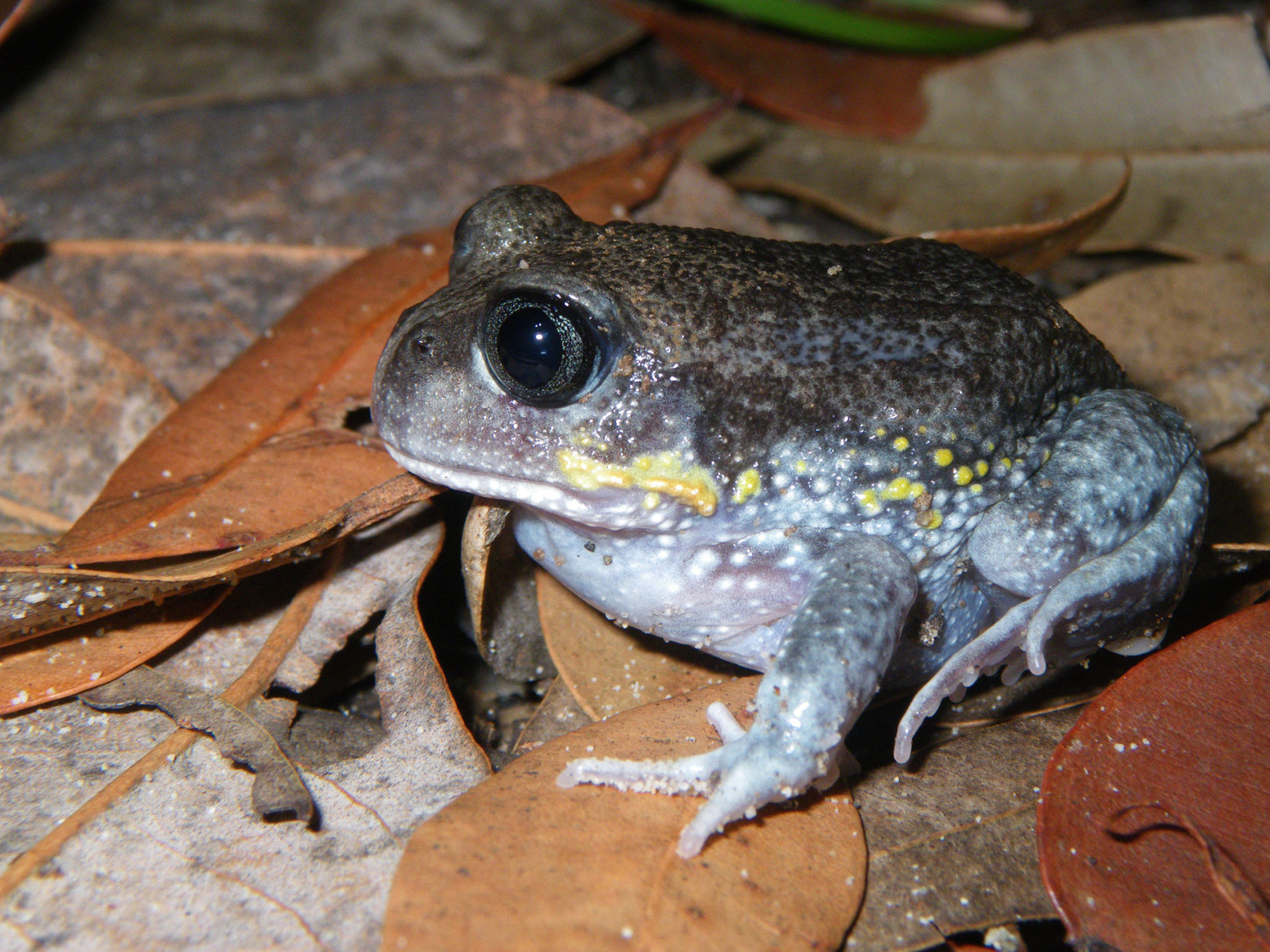 Calling all frog fans jump on in! Australian Geographic