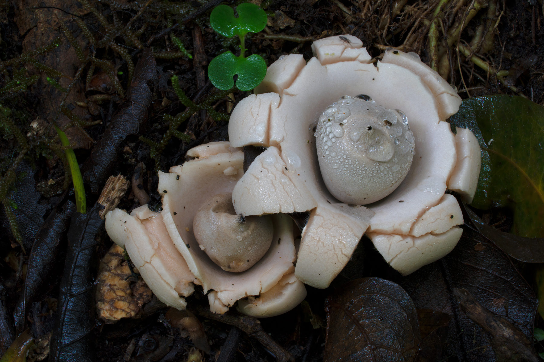 an earthstar fungus in New South Wales