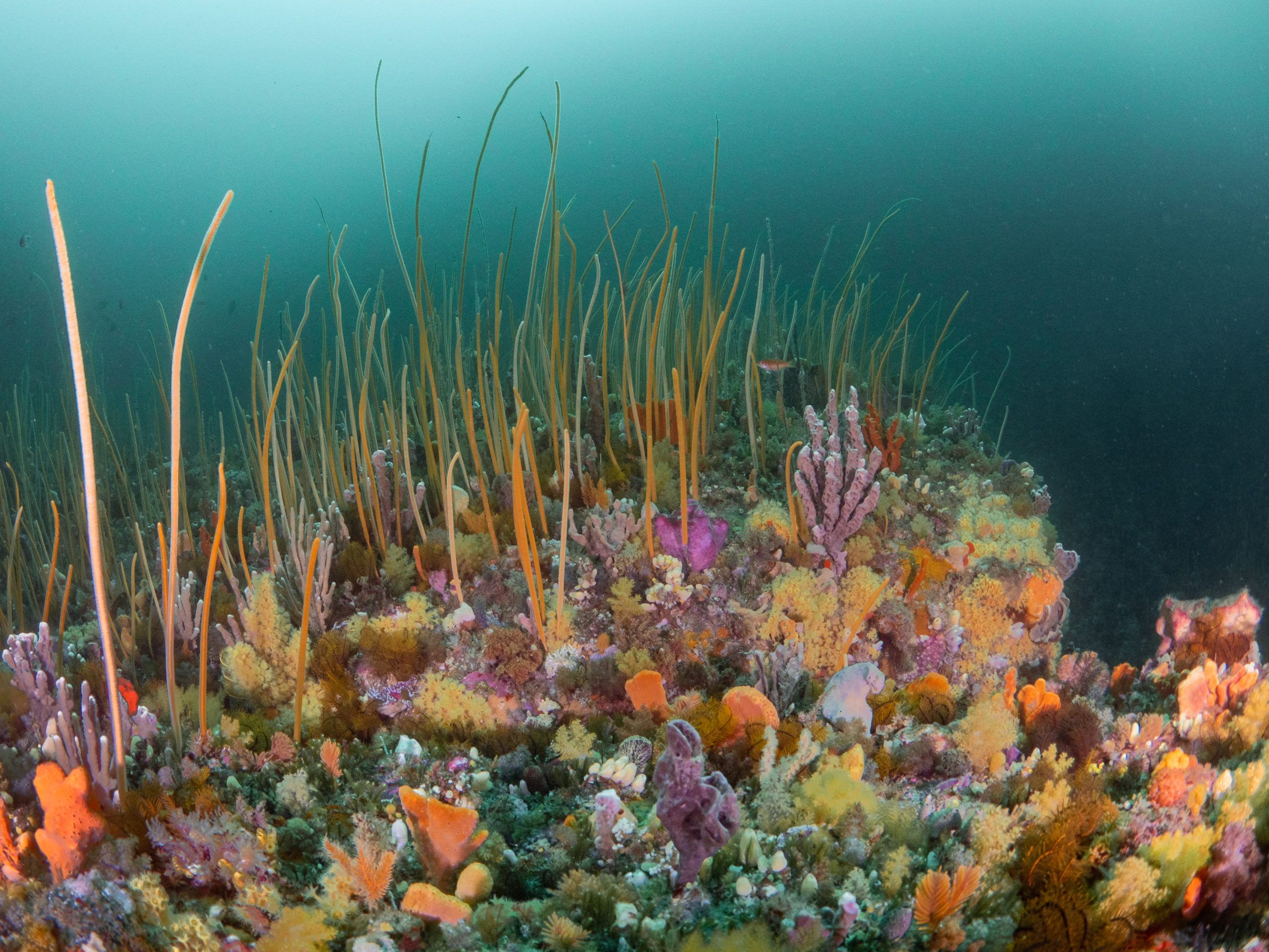 Photo of «Mejor que la Gran Barrera de Coral»