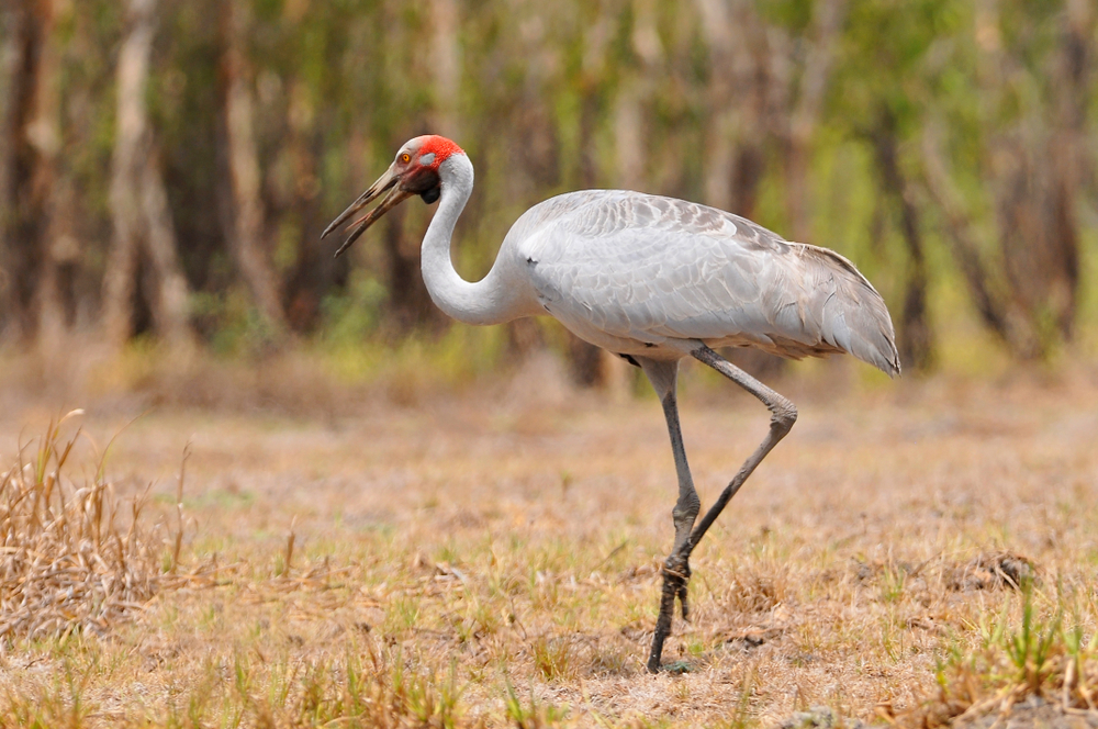 Brolga (Antigone rubicunda)