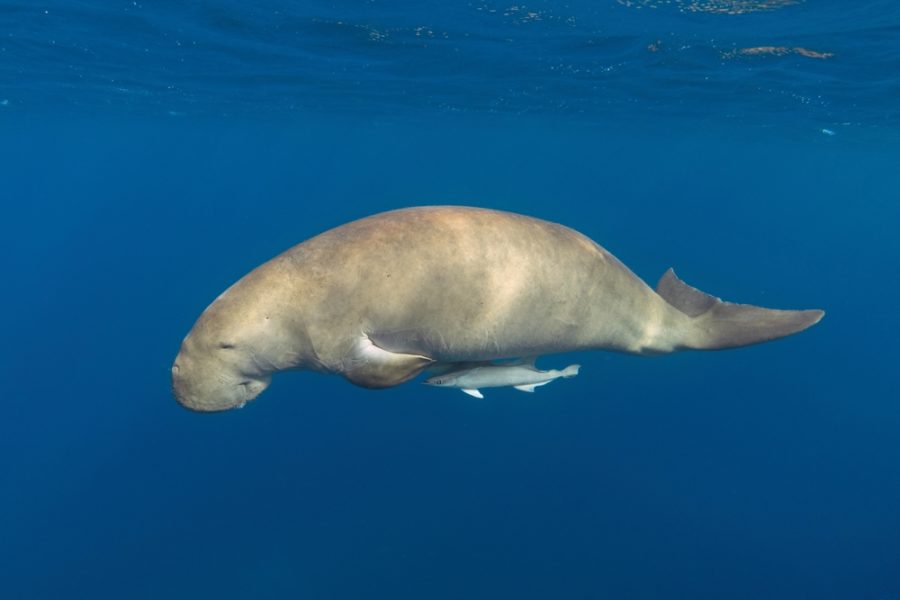 Fact File Dugong (Dugong dugon) Australian Geographic