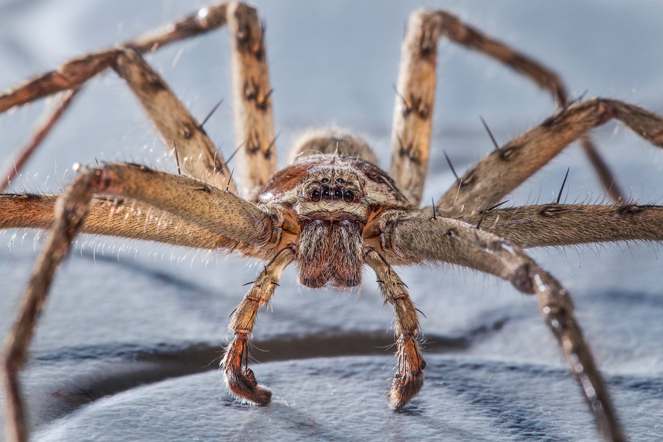 Facts By Mind on Instagram: Have you seen this?? Spider season starts in  spring in southern Australia, while northern Australia is a bit less clear  as temperatures are warmer year-round but populations