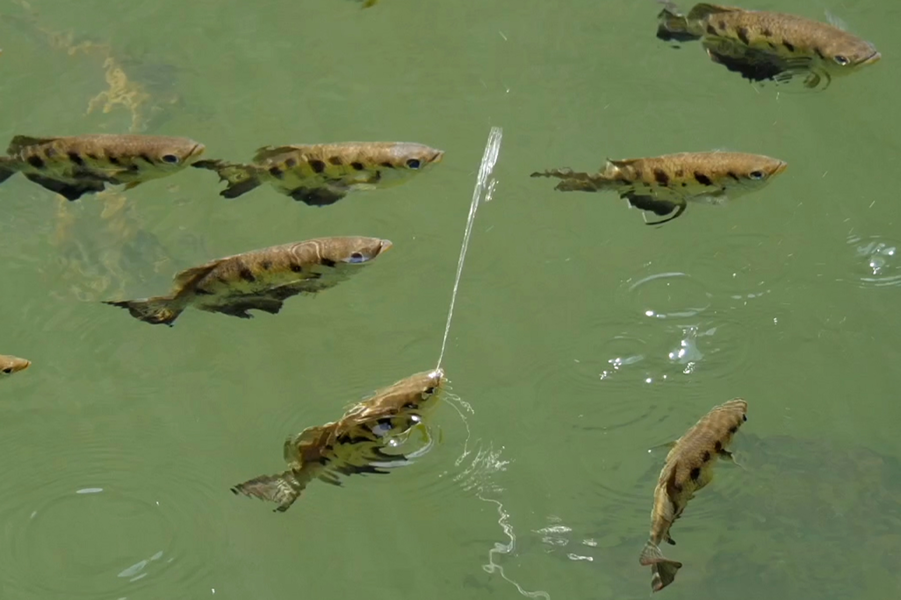 archer-fish-spitting