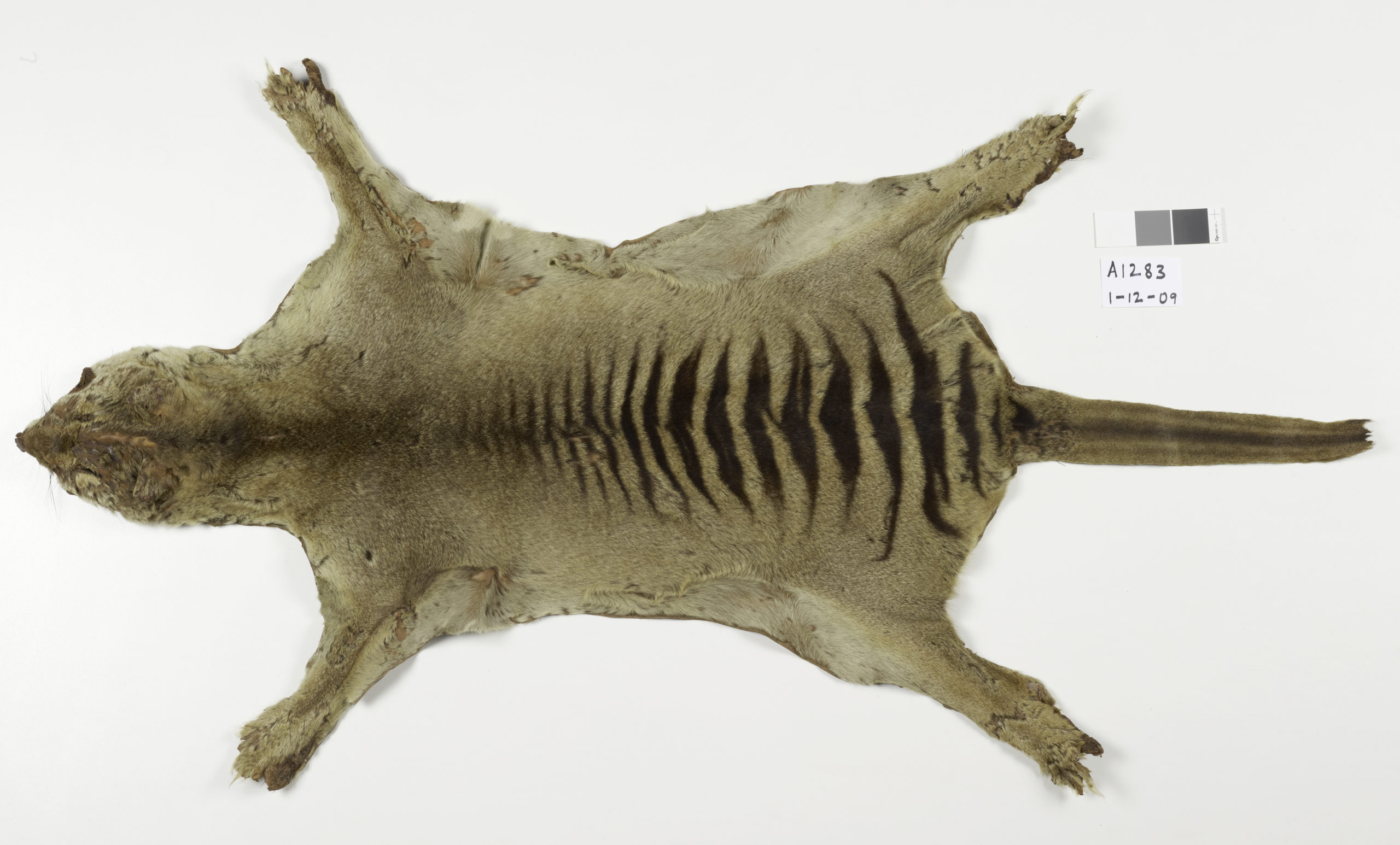 Photo of Los últimos restos de un tigre Tassie perdido hace mucho tiempo fueron encontrados en un armario del museo