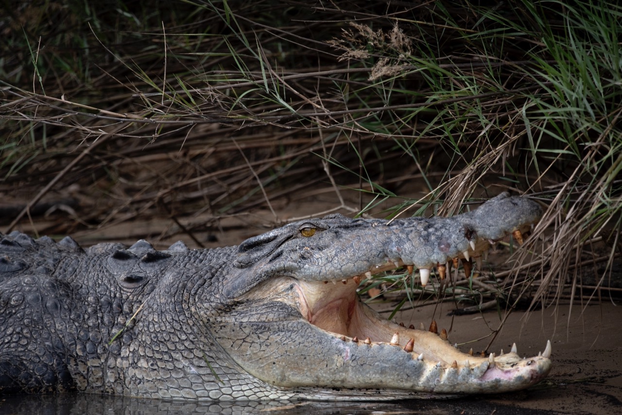 Footage Shows Crocodiles Skinned Alive For Louis Vuitton Purses