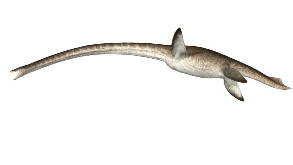 Plesiosaur fossil discovery 'the Rosetta Stone of marine palaeontology