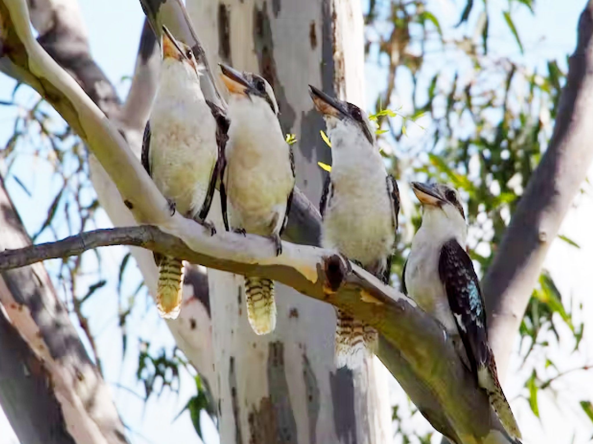 Endangered Aussie bird bouncing back Australian Geographic