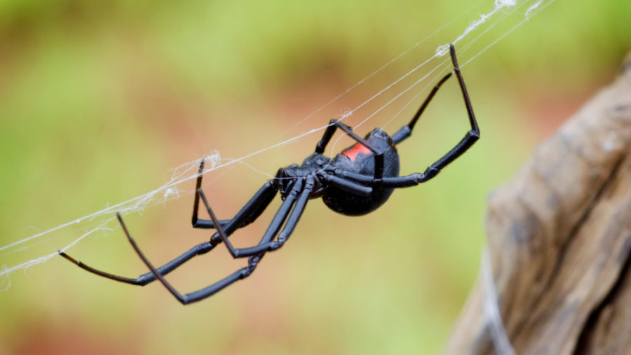 Fact File Redback spider (Latrodectus hasselti) Australian Geographic