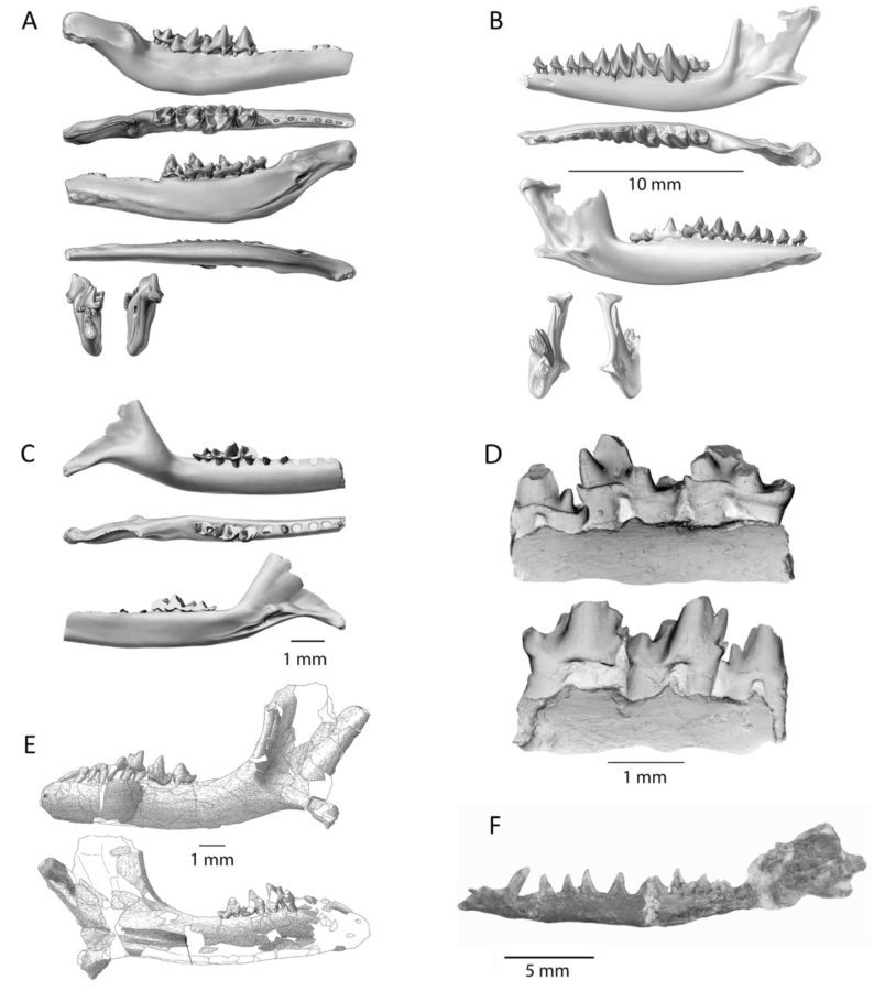 Discovery identifies Australia as birthplace of all modern mammals