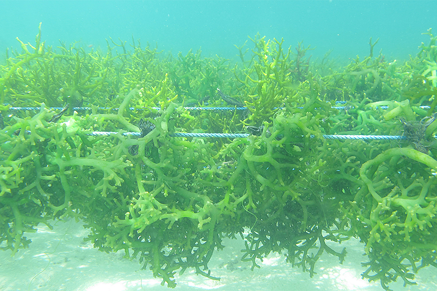 Not just for nori rolls seaweed's huge potential examined Australian
