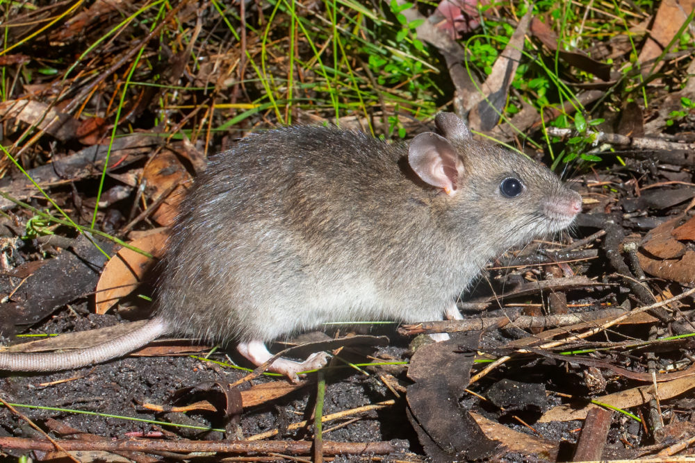 Bush rat kingdom thrives at Sydney's North Head Australian Geographic