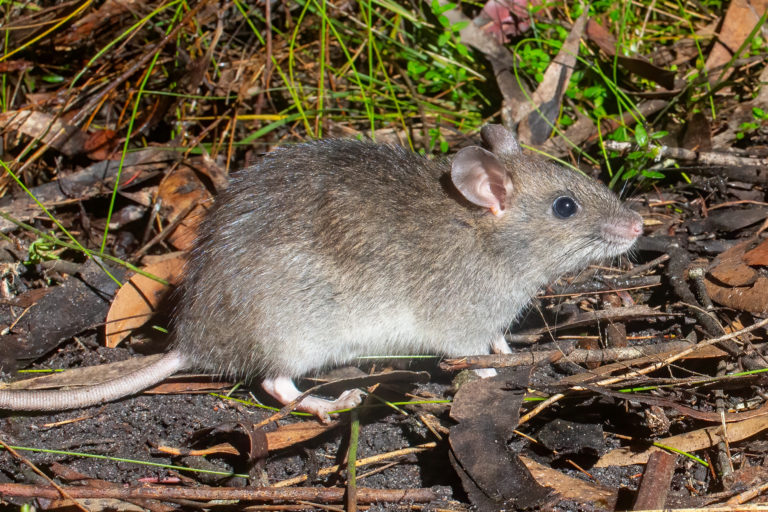 The Enduring Legacy of the Indigenous Bush Rat: A Tale of Resilience and Adaptation