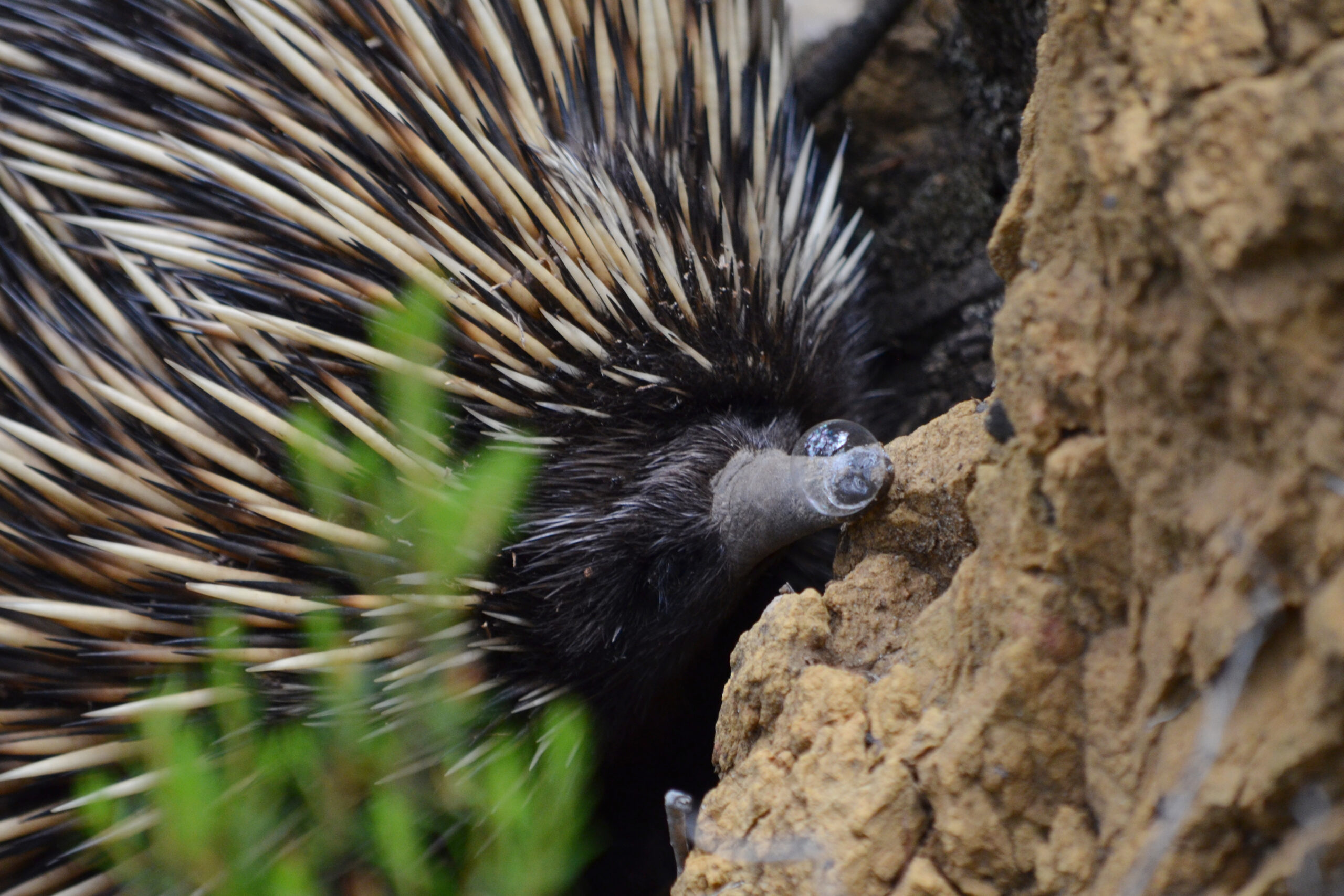 Echidnas blow snot bubbles to stay cool - Australian Geographic